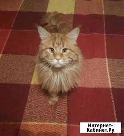 Красивый кот ищет красивую кошечку Первоуральск