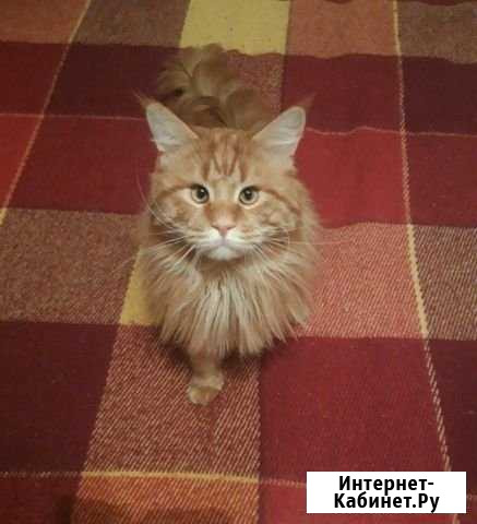 Красивый кот ищет красивую кошечку Первоуральск - изображение 1