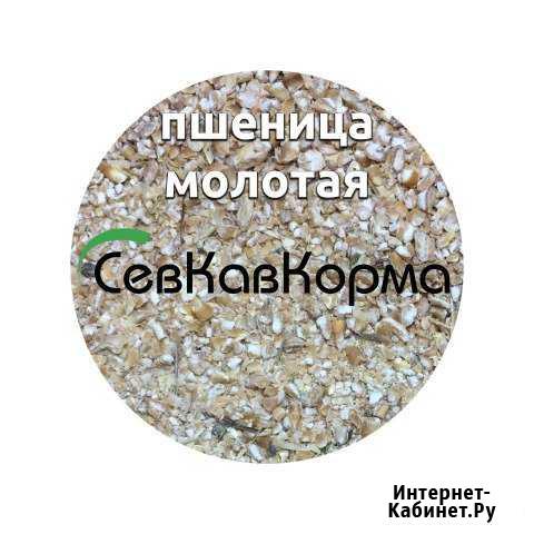Пшеница молотая в мешках по 40 кг Курсавка - изображение 1