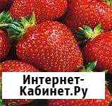 Клубника весь сезон (рассада кустов) Волгоград