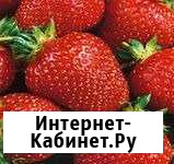 Клубника весь сезон (рассада кустов) Волгоград - изображение 1