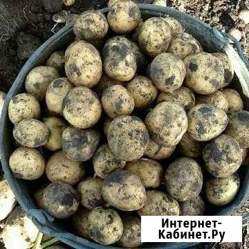 Картофель мелкий,кормовой Выездное - изображение 1