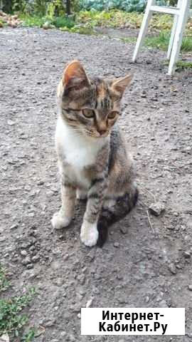 Котята Становое - изображение 1