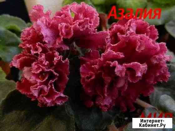 Азалия Канаш