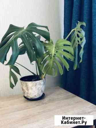 Монстера Вологда