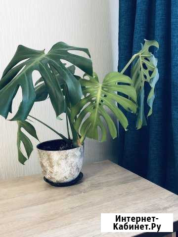 Монстера Вологда - изображение 1