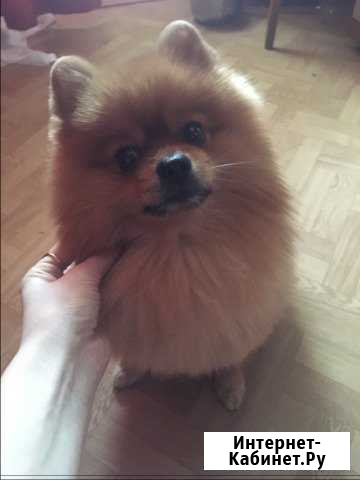 Шпиц для вязки Воронеж - изображение 1