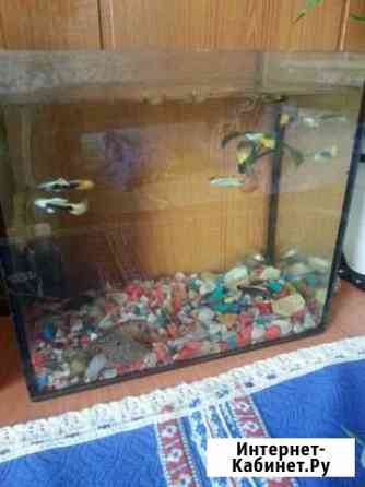 Аквариумные рыбки.гупи Сочи