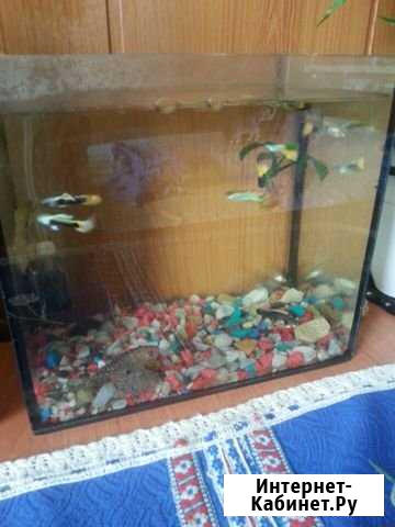 Аквариумные рыбки.гупи Сочи - изображение 1