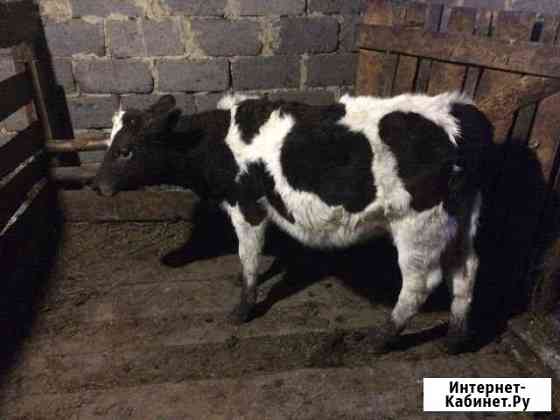 Продам тёлочку Челябинск