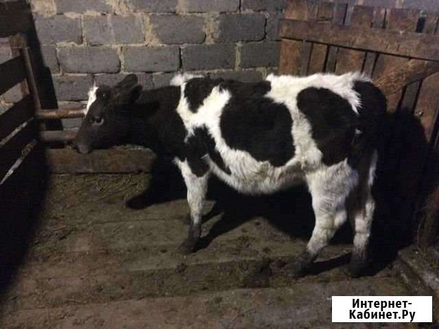 Продам тёлочку Челябинск - изображение 1