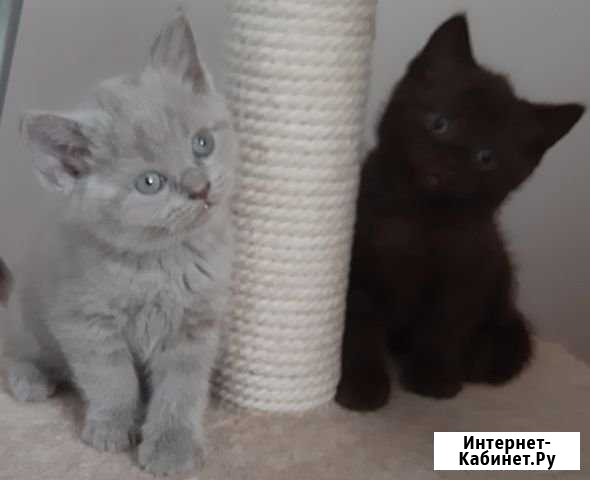 Продаются шотландские котята Пятигорск - изображение 1