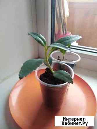 Каланхоэ лечебное Самара