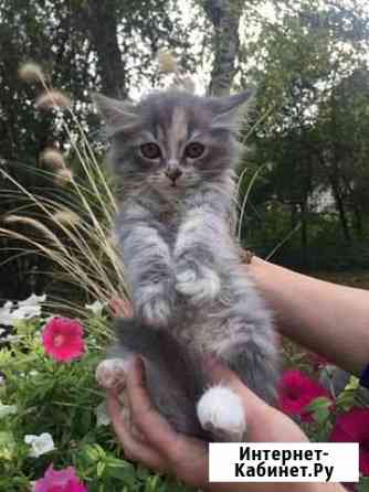 Котёнок Девочка Ставрополь