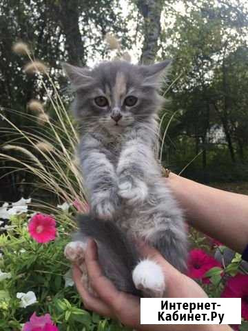 Котёнок Девочка Ставрополь - изображение 1