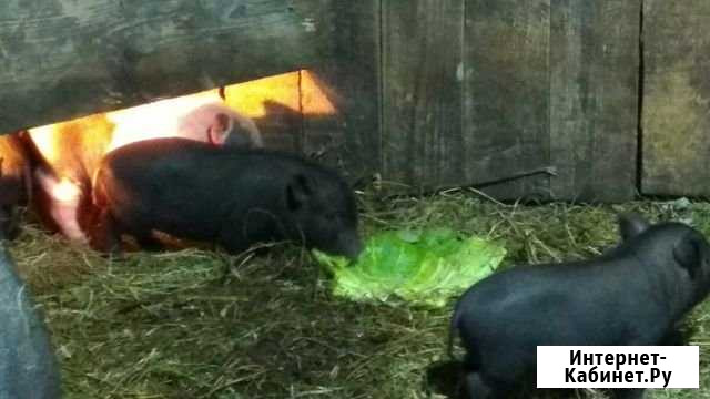 Вьетнамск вислобрюхие поросята Дзержинск - изображение 1