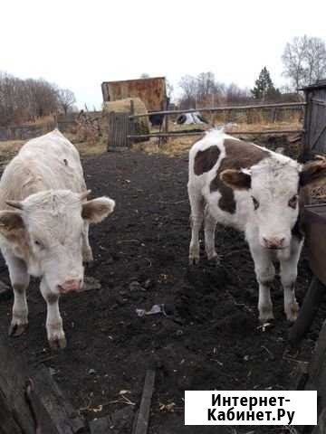 Продаются 2 Бычка крупной породы 8месяцев Благовещенск - изображение 1