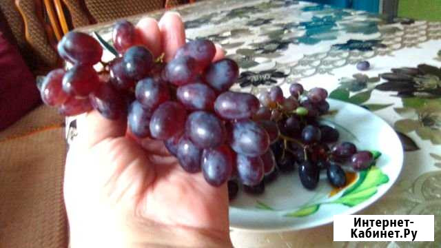 Саженцы винограда Каменоломни - изображение 1