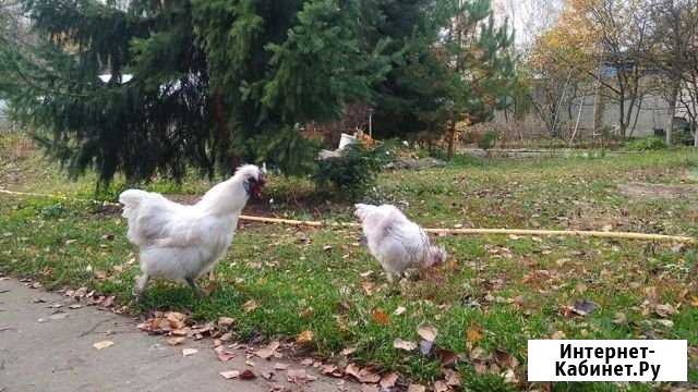 Петух китайский шелковый белый Мытищи - изображение 1