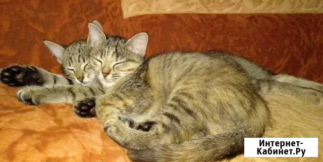 Отдам котят Миасс - изображение 1
