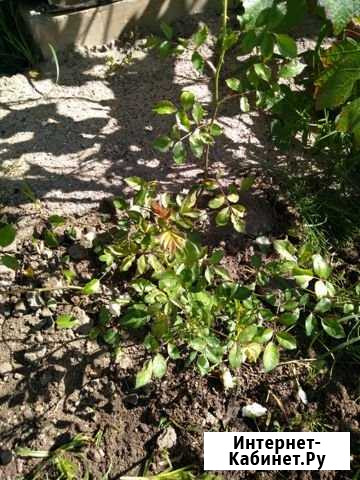 Почвопокровная роза Кострома - изображение 1