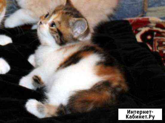 Котята Прокопьевск