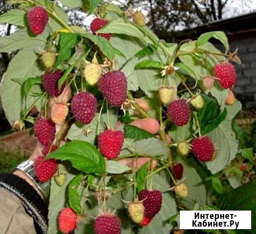 Саженцы малина Куба - изображение 1