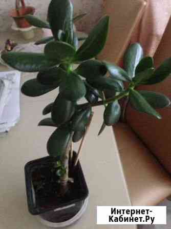 Денежное дерево Нижний Тагил