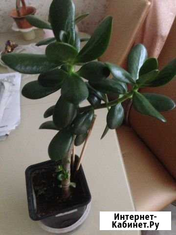 Денежное дерево Нижний Тагил - изображение 1