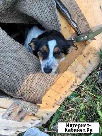 Отдам щенка в хорошие руки Кемерово