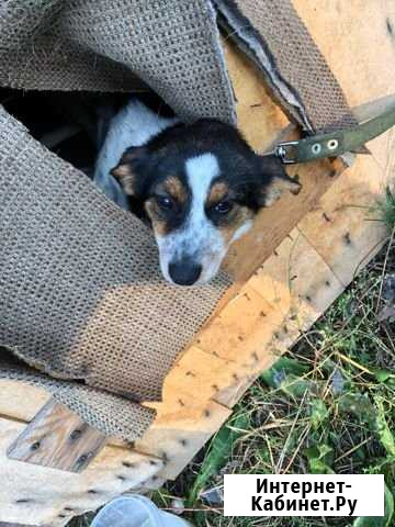 Отдам щенка в хорошие руки Кемерово - изображение 1