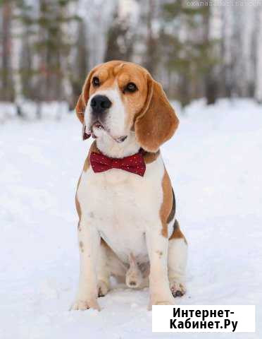 Бигль кобель для вязки Екатеринбург - изображение 1