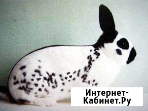 Кролики- порода бабочка самка и самец молодые Куеда - изображение 1