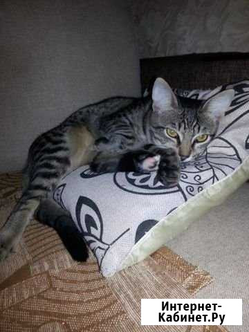 Котёнок мальчик в ответственные руки Бугульма - изображение 1