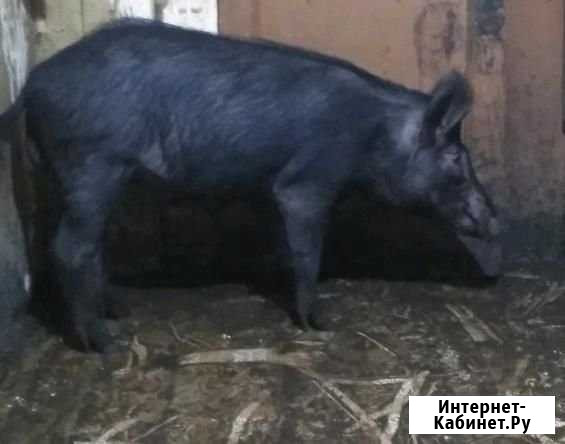 Дикие кабаны Арзамас - изображение 1