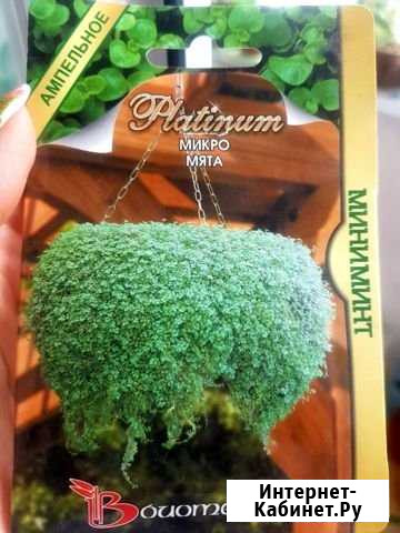 Микромята Старый Оскол - изображение 1