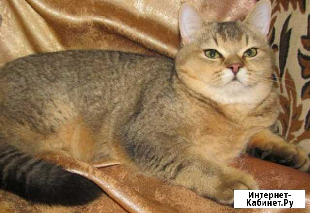 Шотландские коты.Вязка. Золотые котята Набережные Челны - изображение 1