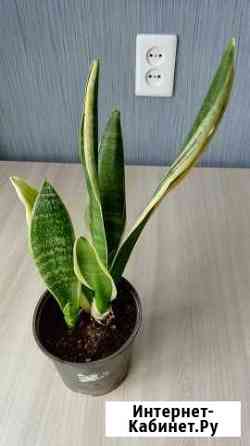 Сансивьерия Ижевск