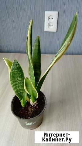 Сансивьерия Ижевск - изображение 1