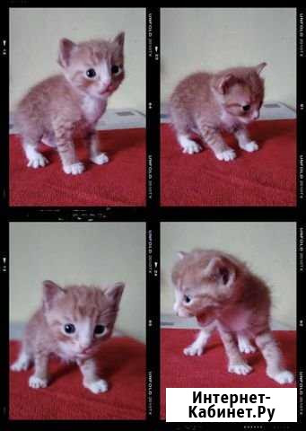 Осенние котики Королев - изображение 1