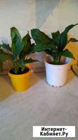 Спатифиллум Махачкала