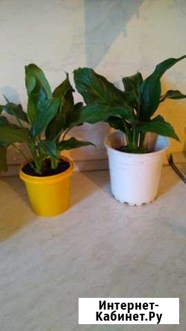 Спатифиллум Махачкала - изображение 1