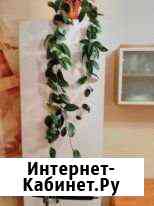 Хойя Черногорск