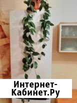 Хойя Черногорск - изображение 1