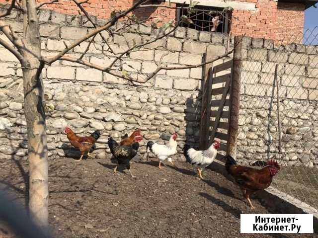 Петухи Дугулубгей - изображение 1