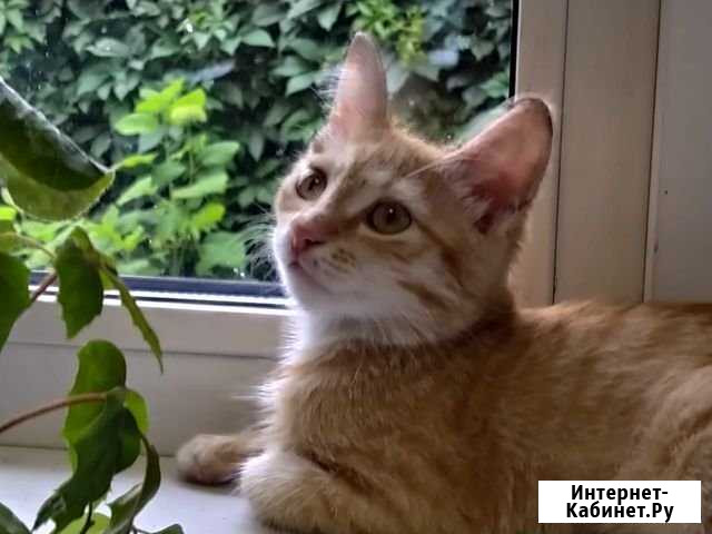 Отдам котика в добрые руки Бийск - изображение 1
