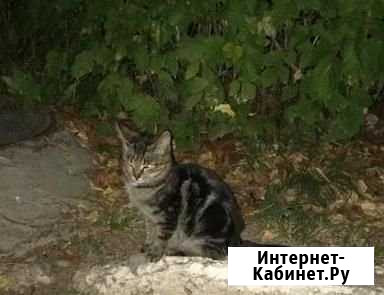 Отдам котенка и кошку в добрые руки Подольск - изображение 1