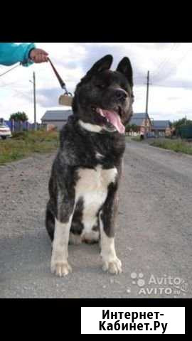 Красивая акита Челябинск - изображение 1