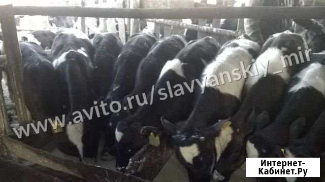 Бычки телята Донецк - изображение 1
