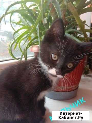 Котята Псков - изображение 1